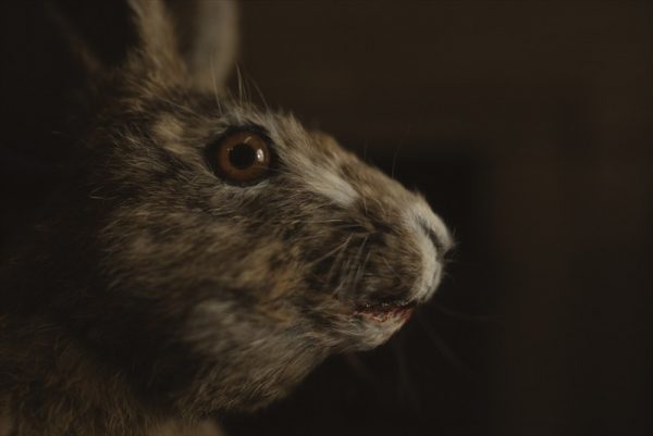 スターヴ・エイカー 召喚